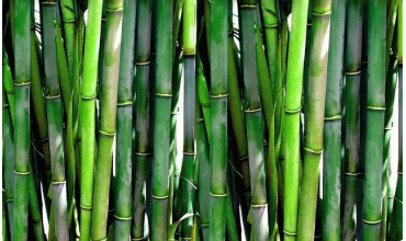 Bambusová viskóza a její výhody